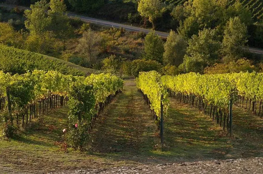 Ein Weg zwischen den Weinbergen des Chianti