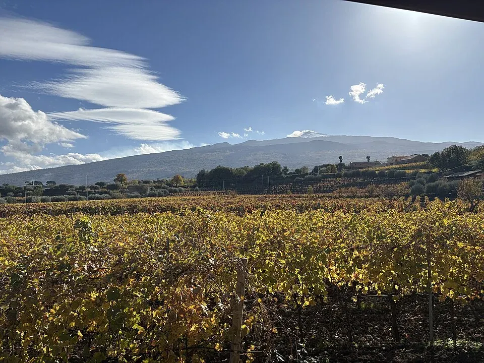 Weinbau am Ätna