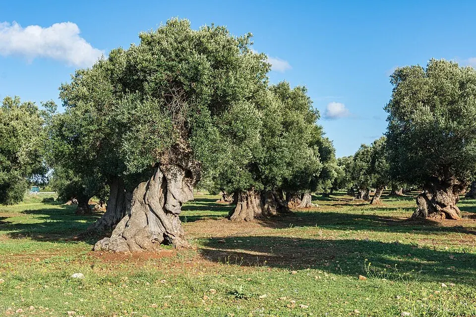Olivenhaine bei Ostuni