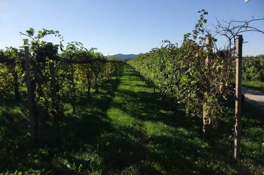 Prosecco-Weinberge bei Valdobbiadene in Venetien
