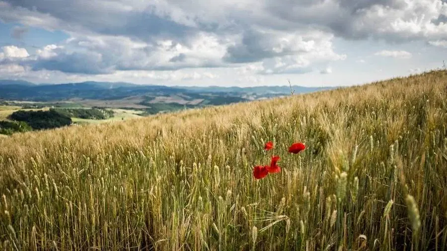 Rote Blumen und grüne Felder in der Landschaft bei Volterra