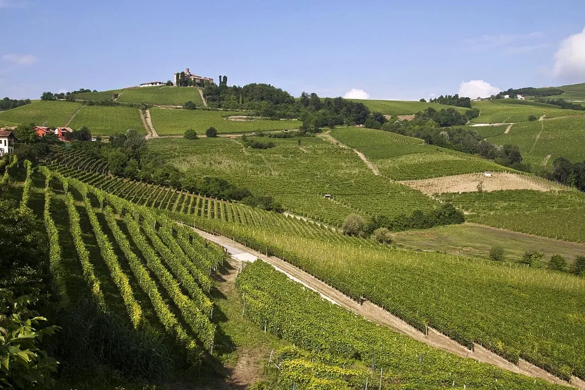 Weinberge und Hügel der Langhe im Piemont